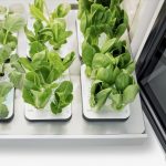 LG branches out with a new indoor gardening appliance