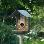 Meet Bird Buddy – the smart bird feeder that bird watchers will love
