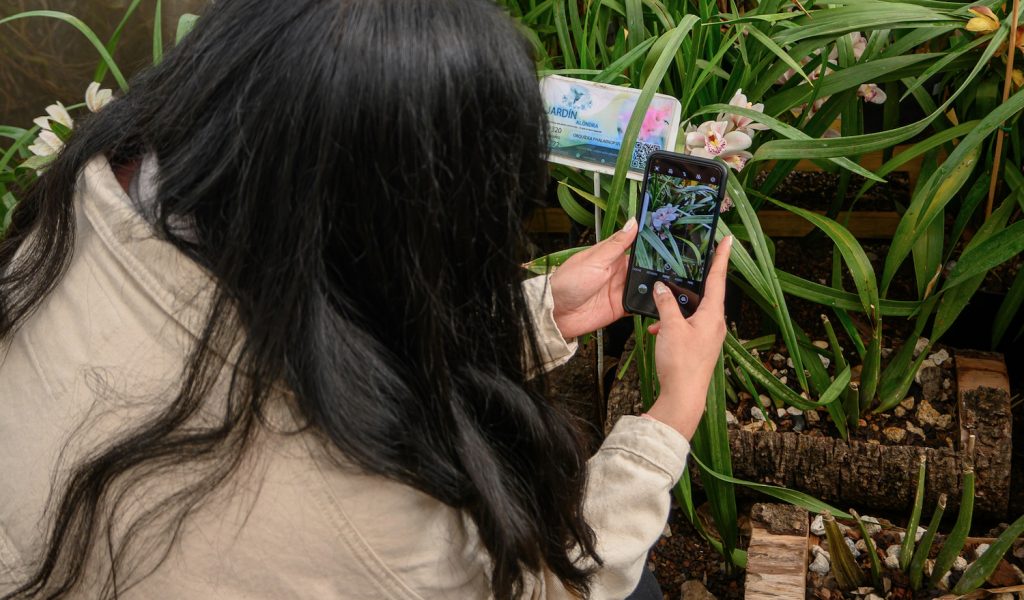 Top 5 Apps to Identify Plants on Your Phone